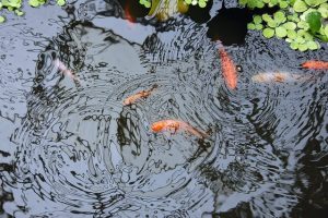 What Does Annual Pond Maintenance Involve?